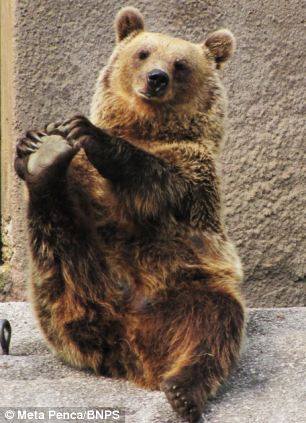 yoga-bear-santra